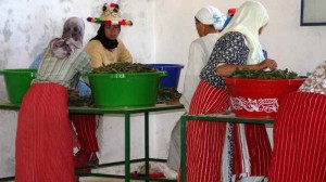 cooperacion-y solidaridad