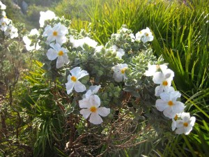 flora-ValldAlbaida