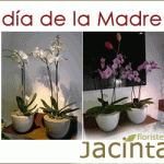 jacinta-madre